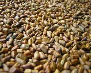 Thảo quyết minh có tác dụng chữa bệnh gì? Mua ở đâu TP HCM?