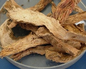 Thiên niên kiện là cây gì? Dược liệu quý mà không phải ai cũng biết.