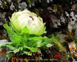 THIÊN SƠN TUYẾT LIÊN - BÁU VẬT CỦA TRỜI ĐẤT