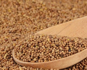 Thỏ ty tử dược liệu gì? Tác dụng, cách dùng ngâm rượu trị yếu sinh lý. Thỏ ty tử dược liệu gì? Tác dụng, cách dùng ngâm rượu trị yếu sinh lý.