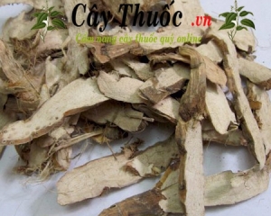 Thủy xương bồ: Tác dụng, cách dùng, lưu ý khi dùng cây thủy xương bồ