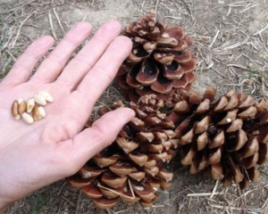 Bá tử nhân: Bài thuốc, công dụng, liều dùng, địa chỉ bán TP HCM