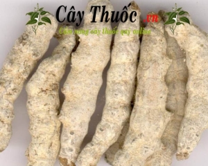 Bạch cương tằm có tác dụng gì? Địa chỉ bán vị thuốc bạch cương tằm?