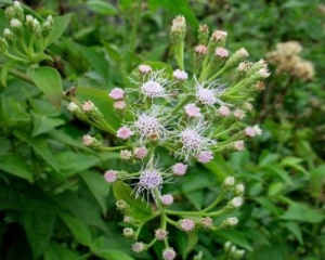 Bạch đầu ông: Hình ảnh, công dụng, cách sử dụng, địa chỉ bán TPHCM.