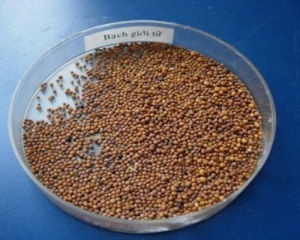 Bạch giới tử là gì? Tác dụng, liều dùng, cách dùng dược liệu quý này