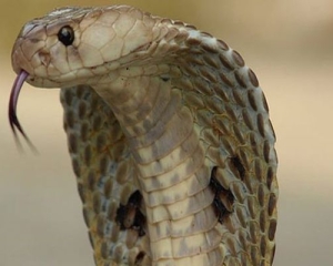 Mật rắn hổ mang có tác dụng gì? Cách ngâm rượu rắn hổ mang. Lưu ý dùng