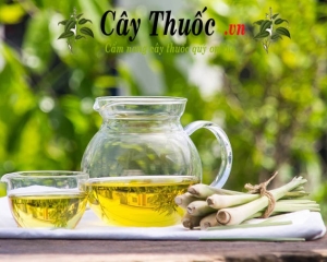 Tinh dầu sả: Tác dụng, cách làm, cách chưng cất tinh dầu sả chanh.