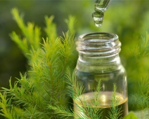 Tinh dầu tràm có tác dụng gì? Cách sử dụng dầu tràm phòng dịch bệnh.