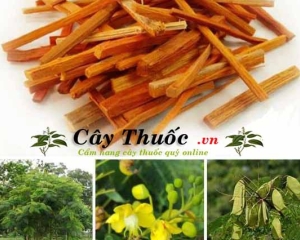 Tô mộc (cây vang đỏ): Tác dụng và cách dùng chữa bệnh của cây tô mộc.