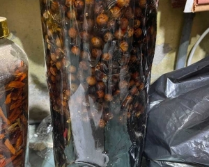 Trái đủng đỉnh: Dược liệu đa năng cho sức khỏe