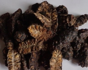 Quả nhàu có tác dụng trị bệnh gì? Cách sử dụng trái nhàu ngâm rượu.