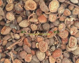 Trái sung có tác dụng chữa bệnh gì? Cách sử dụng trái sung hiệu quả.