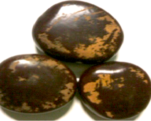 Trái tràm trị bệnh gì? Hình ảnh, tác dụng, địa chỉ mua trái tràm