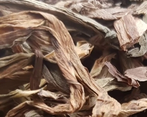 Cây trinh nữ hoàng cung có tác dụng gì? Chữa bệnh gì? Bán ở đâu?