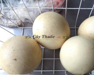 Trứng đà điểu có tác dụng gì? Mua bán trứng đà điểu tại TP HCM uy tín.