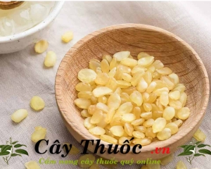 Tuyết liên tử (tạo giác mễ - hạt bồ mễ ) chất lượng công dụng thần kỳ.