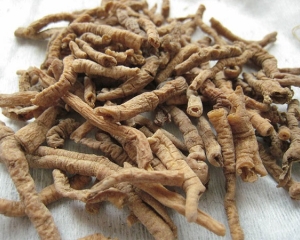 Viễn chí là gì? Có tác dụng gì? Bài thuốc và cách ngâm rượu