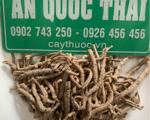 Viễn chí là gì? Có tác dụng gì? Bài thuốc và cách ngâm rượu