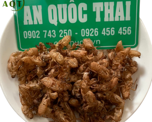 Xác ve sầu có tác dụng gì? Chữa bệnh gì? Xác ve sầu giá bao nhiêu?