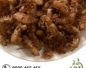 Xác ve sầu có tác dụng gì? Chữa bệnh gì? Xác ve sầu giá bao nhiêu?