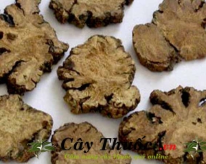 Xuyên khung trị bệnh gì? Tác dụng của dược liệu xuyên khung. Mua ở đâu?