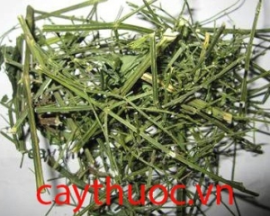 Xuyên tâm liên tác dụng chữa bệnh gì? Cây lá xuyên tâm liên mua ở đâu?