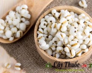 Ý dĩ là gì? Hạt ý dĩ có tác dụng gì? Mua ở đâu? Giá bán bao nhiêu?