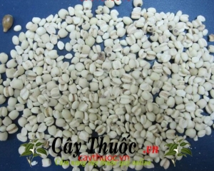 Ý dĩ là gì? Hạt ý dĩ có tác dụng gì? Mua ở đâu? Giá bán bao nhiêu?